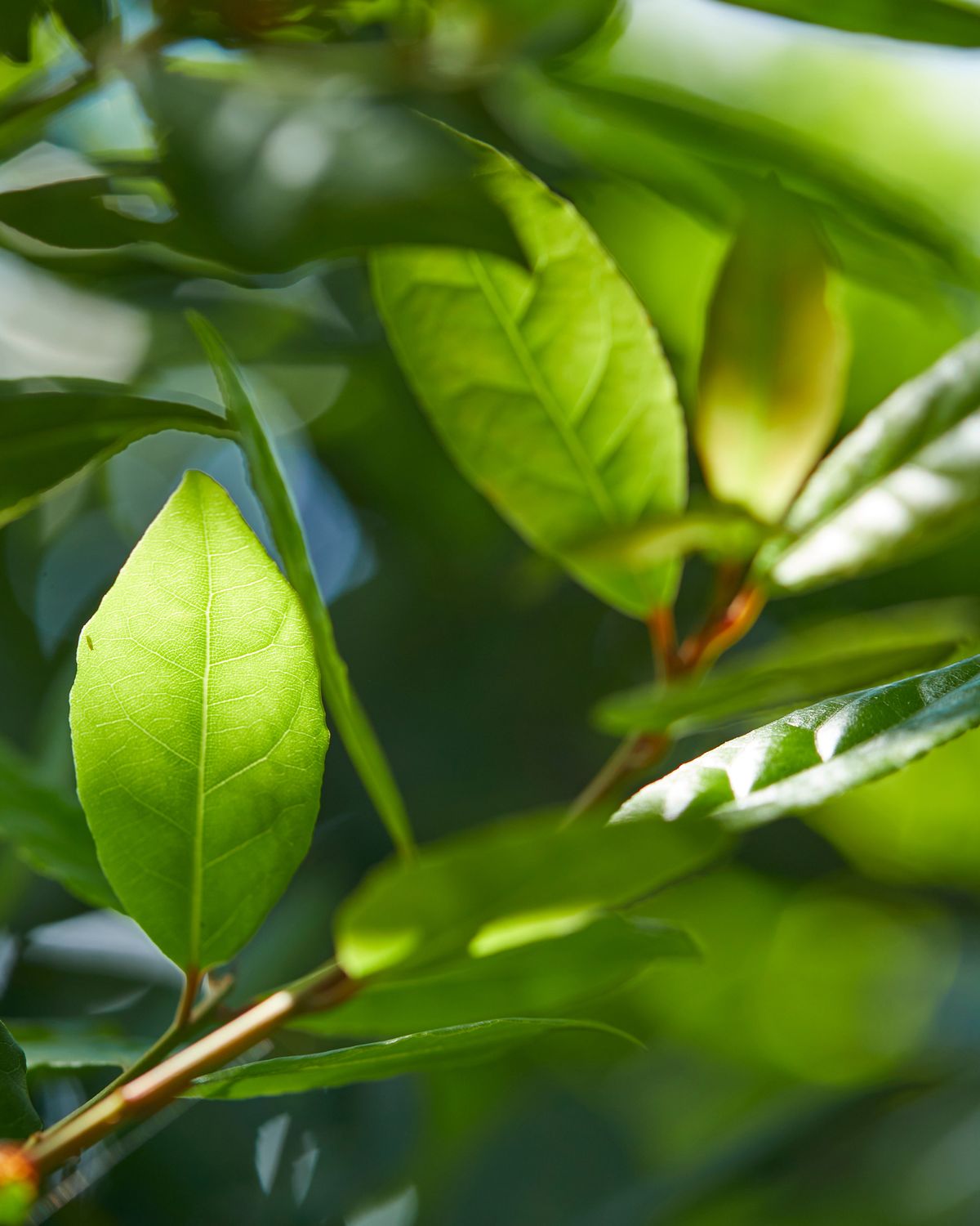 Louro-da-terra, ingrediente principal da cosmética natural Sazorea dos Açores